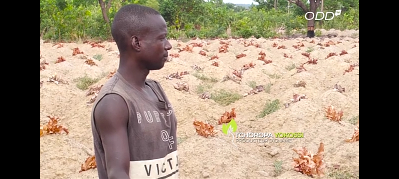 Les défis climatiques dans les plantations d’ananas.